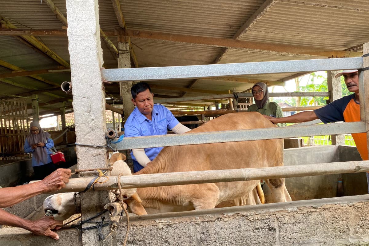 Puluhan Sapi di Bantul Terjangkit PMK: Dua Ekor Mati, Distribusi Vaksin 75 Persen